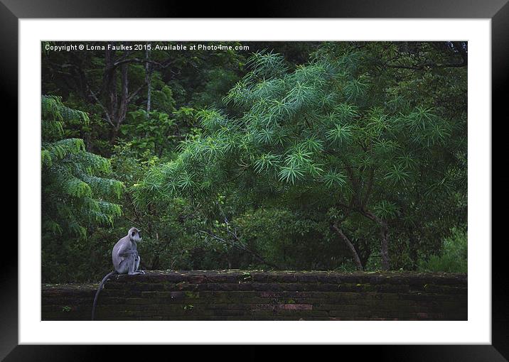 Grey Langur on Temple Wall Framed Mounted Print by Lorna Faulkes