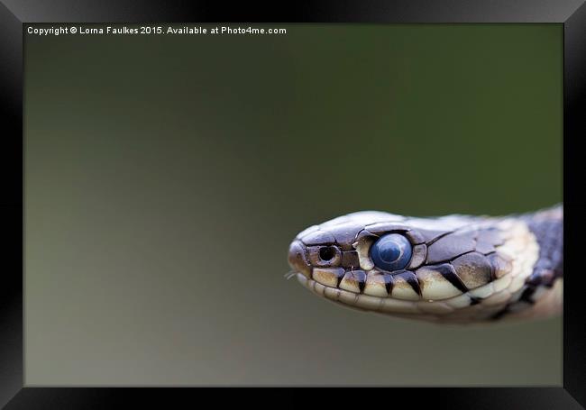 Grass Snake Framed Print by Lorna Faulkes