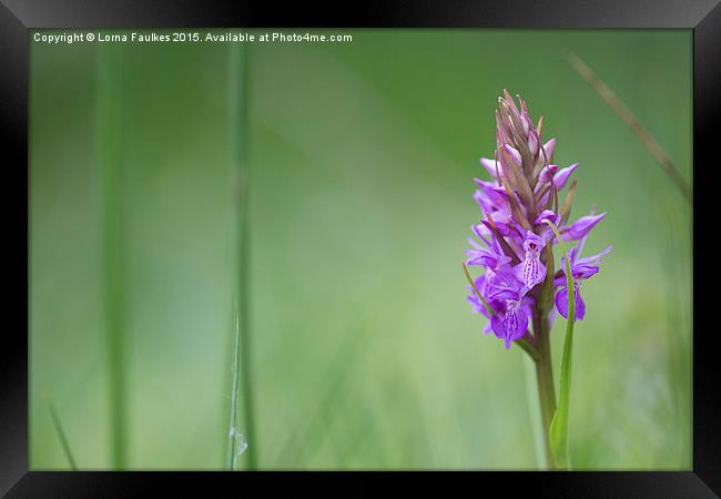 Southern Marsh Orchid  Framed Print by Lorna Faulkes