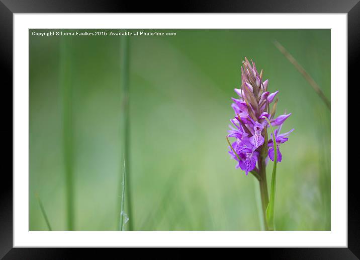 Southern Marsh Orchid  Framed Mounted Print by Lorna Faulkes