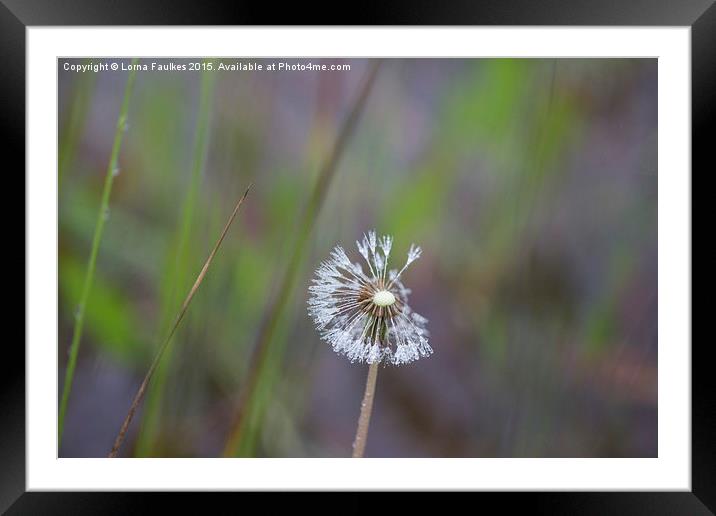 Dew Drop Dandelion  Framed Mounted Print by Lorna Faulkes