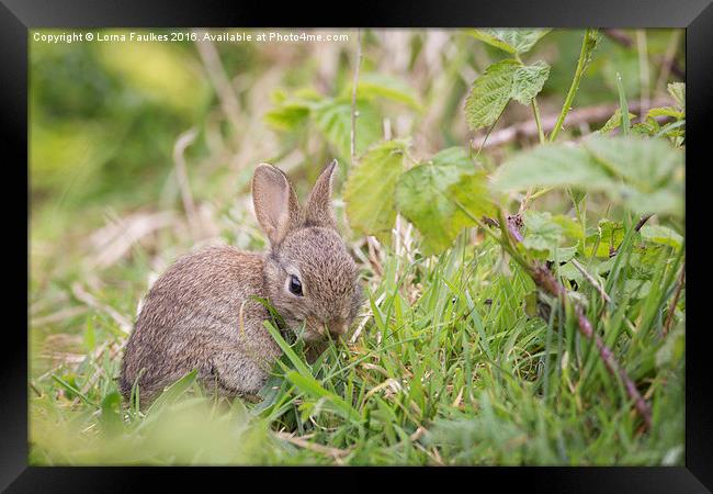 Easter Bunny Framed Print by Lorna Faulkes