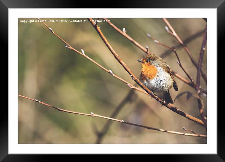 Spring Robin  Framed Mounted Print by Lorna Faulkes