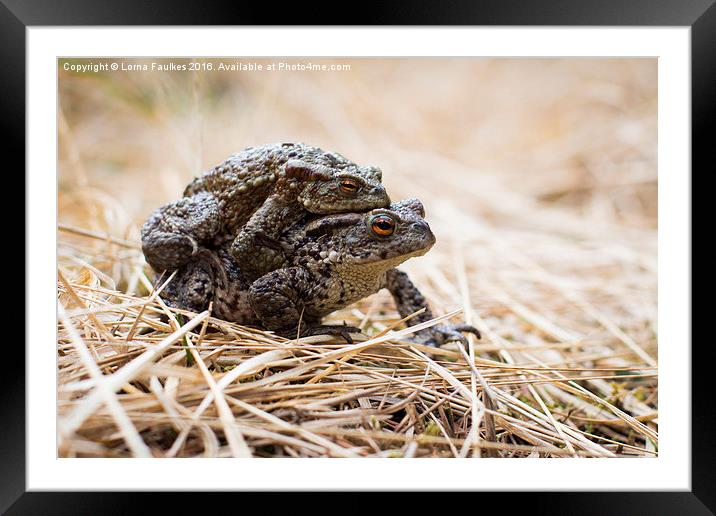 Common Toads  Framed Mounted Print by Lorna Faulkes