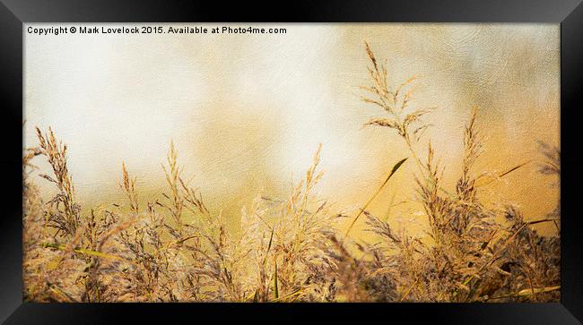  Grasses Framed Print by Mark Lovelock