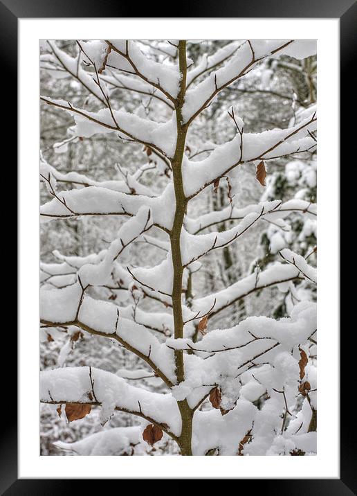 Tree branches covered in snow Framed Mounted Print by S Fierros