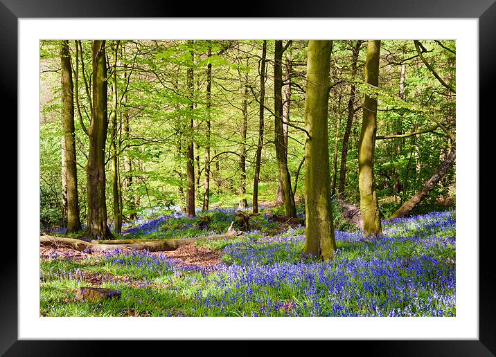 Woodland Bluebells Framed Mounted Print by John Hickey-Fry