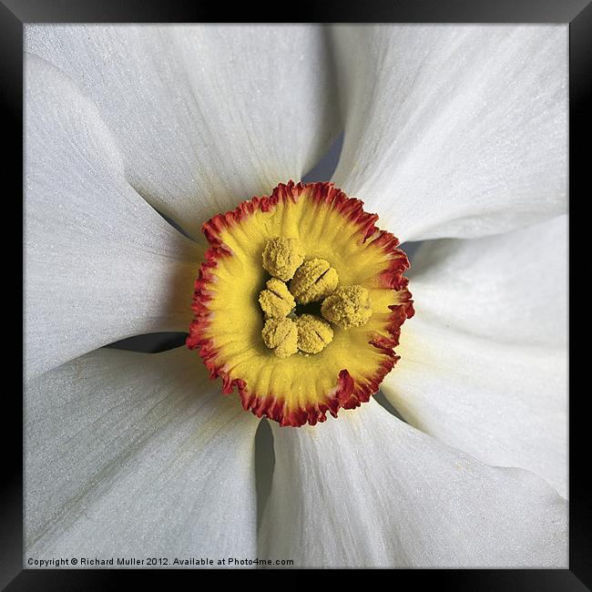 Daffodil Framed Print by Richard Muller