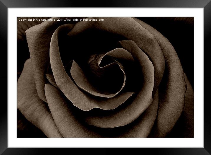 Dark Rose Framed Mounted Print by Richard Muller