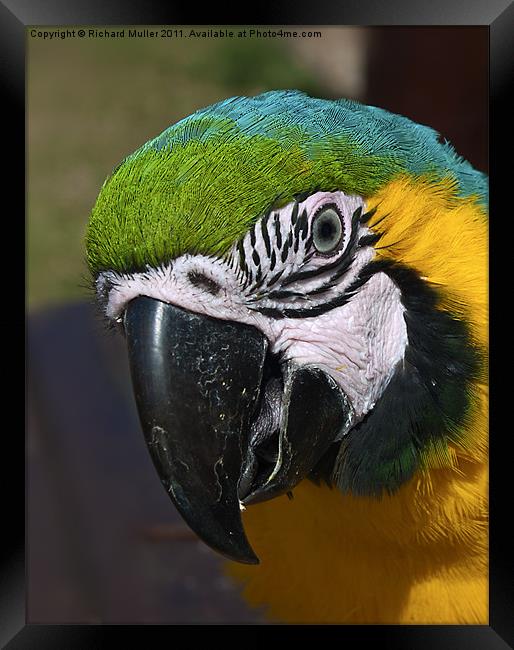 Macaw Framed Print by Richard Muller