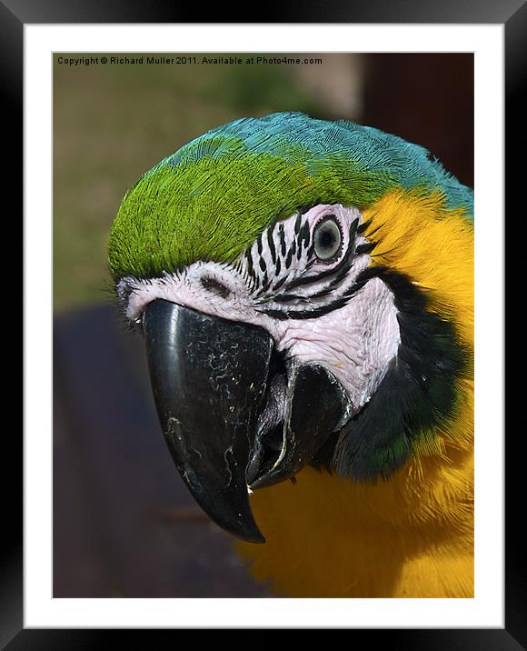 Macaw Framed Mounted Print by Richard Muller