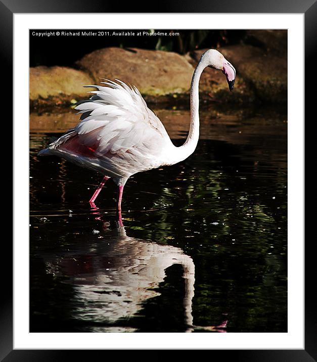 Ruffled Feathers Framed Mounted Print by Richard Muller