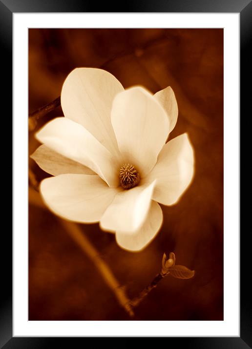 Magnolia Framed Mounted Print by Dianana 