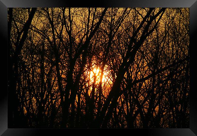 Sunset between trees Framed Print by Dianana 