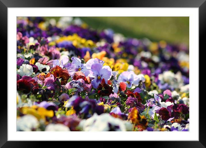 Viola tricolor Framed Mounted Print by Dianana 