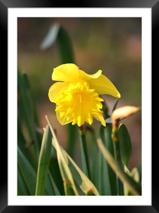 Lonely narcissus Framed Mounted Print by Dianana 