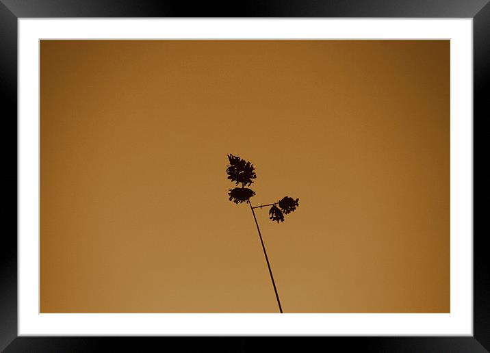 Grass blade Framed Mounted Print by Dianana 