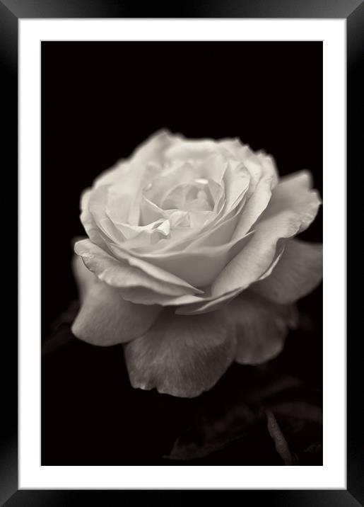 Black and White Rose Framed Mounted Print by Michelle Ellis