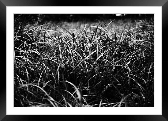 Grassy Framed Mounted Print by Michelle Ellis