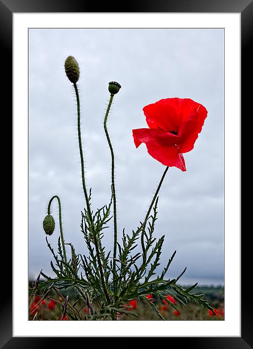 Life of the Poppy Framed Mounted Print by Alice Gosling