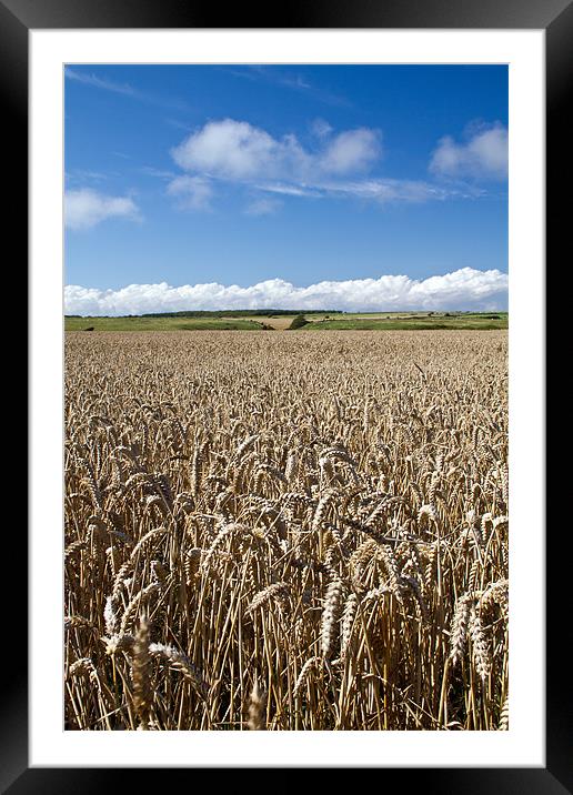 Corn Field in Dorset Framed Mounted Print by Alice Gosling