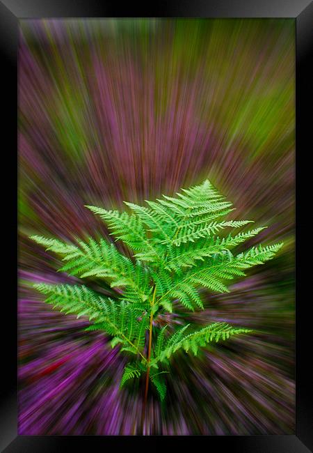 Fern and Heather Framed Print by Alice Gosling