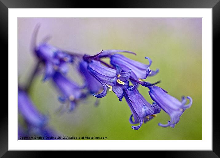 Bluebell Framed Mounted Print by Alice Gosling