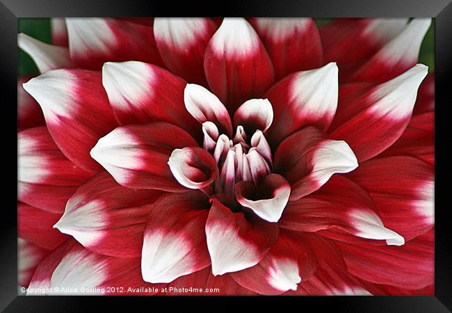 Red and White Dahlia Framed Print by Alice Gosling