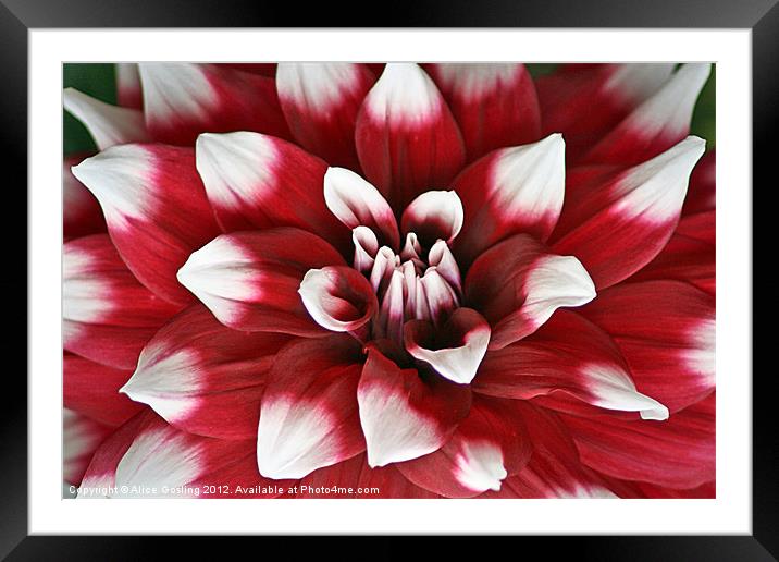 Red and White Dahlia Framed Mounted Print by Alice Gosling
