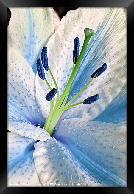Blue Lily Macro Framed Print by Alice Gosling