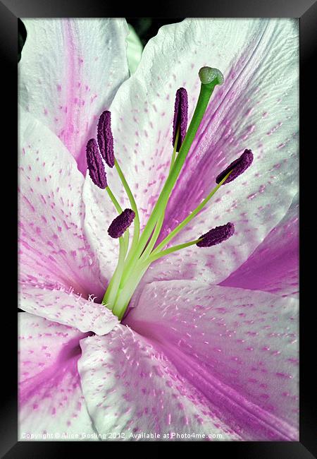 Pink Lily in Macro Framed Print by Alice Gosling