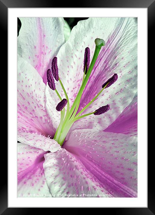 Pink Lily in Macro Framed Mounted Print by Alice Gosling