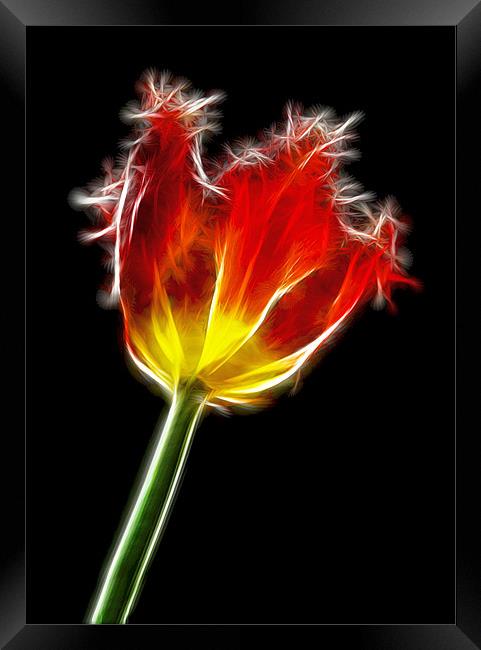 Parrot Tulip Framed Print by Alice Gosling