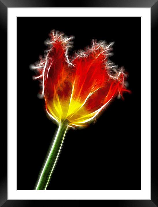 Parrot Tulip Framed Mounted Print by Alice Gosling
