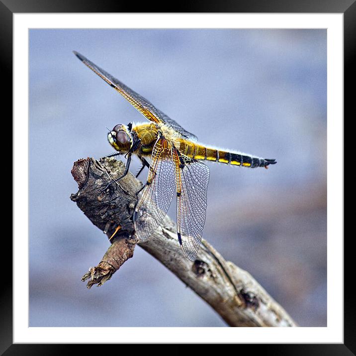 Four-spotted Chaser Dragonfly - Libellula quadrima Framed Mounted Print by Alice Gosling