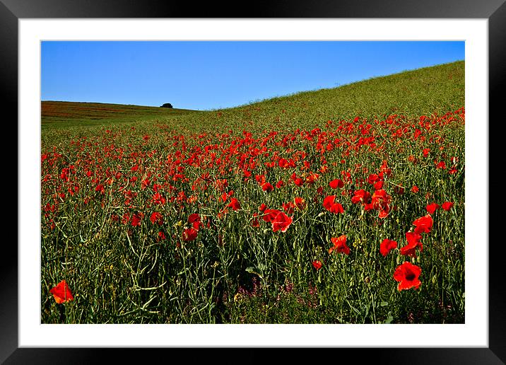 Poppies by Nature Framed Mounted Print by Alice Gosling