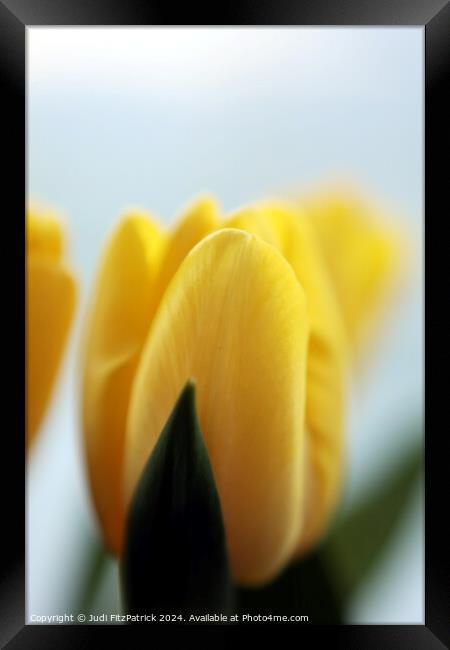 Yellow Tulips Framed Print by Judi FitzPatrick