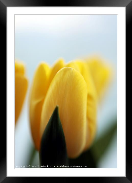 Yellow Tulips Framed Mounted Print by Judi FitzPatrick