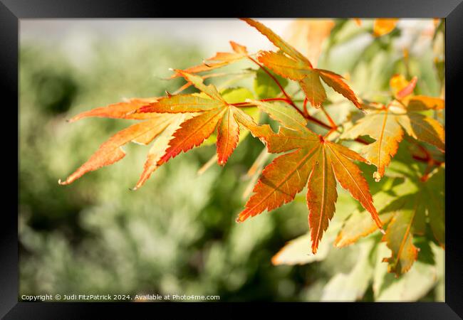 A Touch of Color Framed Print by Judi FitzPatrick