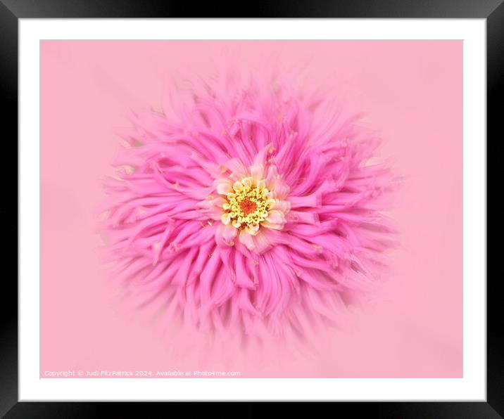 Fluffy Pink Do Over Framed Mounted Print by Judi FitzPatrick