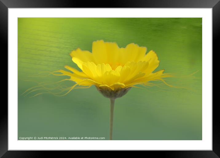 Flowing Gold Framed Mounted Print by Judi FitzPatrick