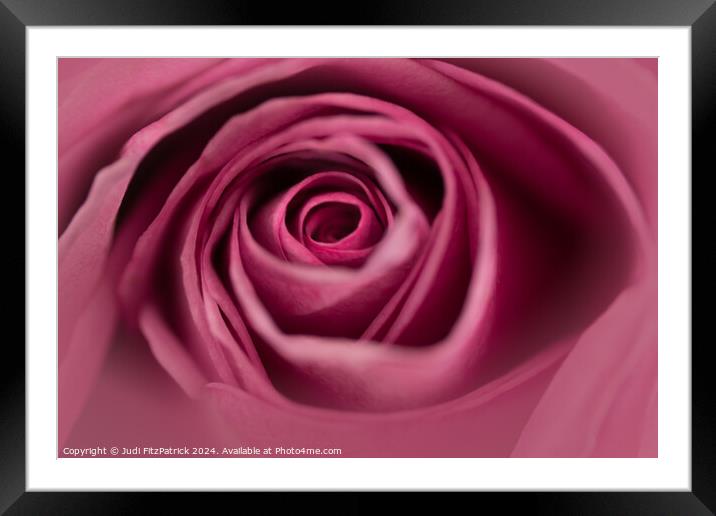 Rosy Glow Framed Mounted Print by Judi FitzPatrick