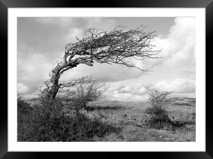  Windswept Framed Mounted Print by Lesley Newcombe