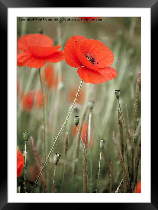  Red field poppy Framed Mounted Print by Paul Praeger