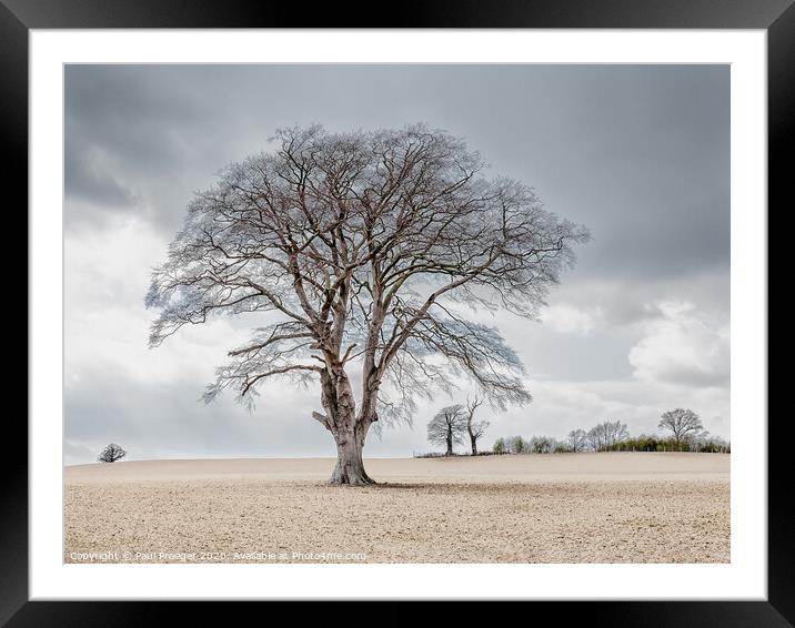 Lone tree Framed Mounted Print by Paul Praeger