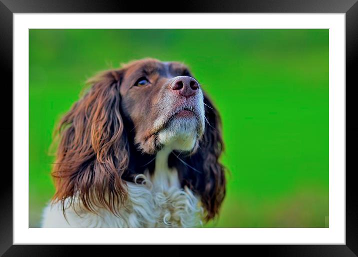  Mmm I smell dinner ! Framed Mounted Print by Trevor Kerr