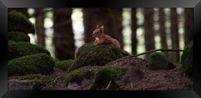 Red Squirrel taking a rest  Framed Print by Jamie Scott