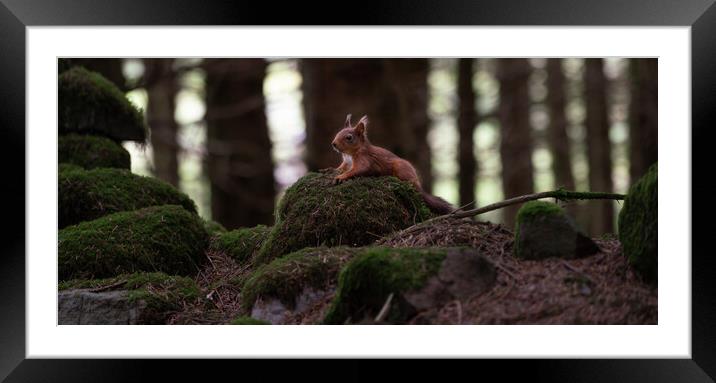Red Squirrel taking a rest  Framed Mounted Print by Jamie Scott