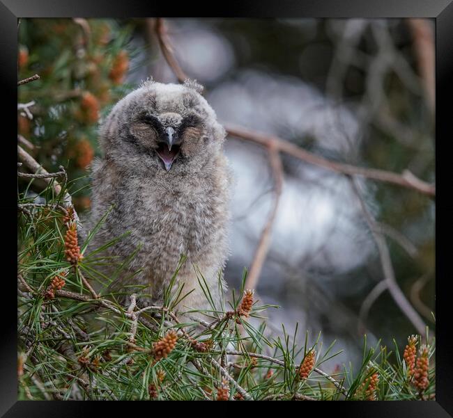 Long Eared Owl Chicklet Framed Print by Jamie Scott