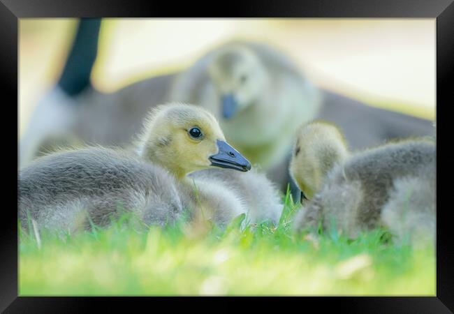 Spring Goslings Framed Print by Jamie Scott